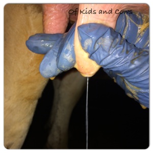 Milk being stripped out of the teat to check for abnormalities. 